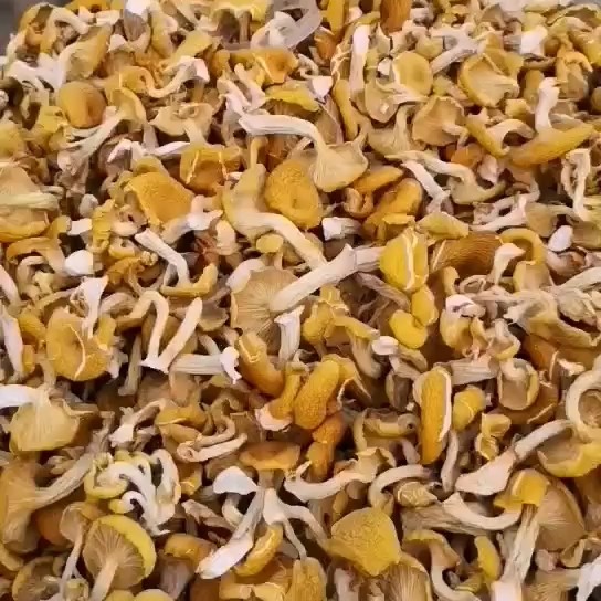 邯郸【推荐】精品榆黄蘑货源产地直发