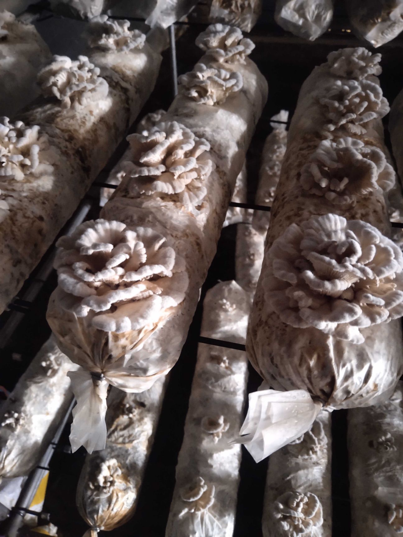 白参菌，褶皱菌。