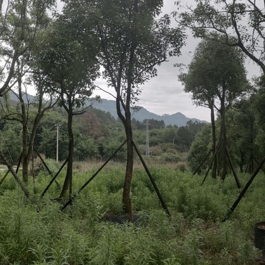 小叶樟  香樟树，袋装苗