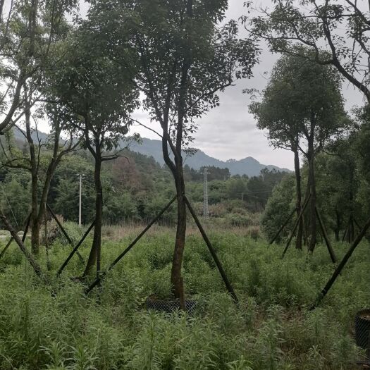 罗源县小叶樟  香樟树，袋装苗