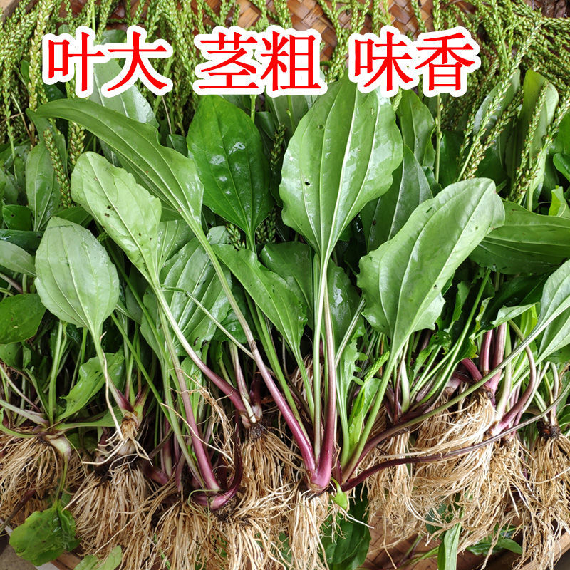 贵州本地露天新鲜车前草中草药