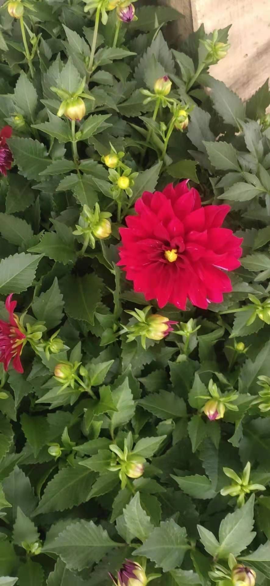 小丽花，花期长，。花色多