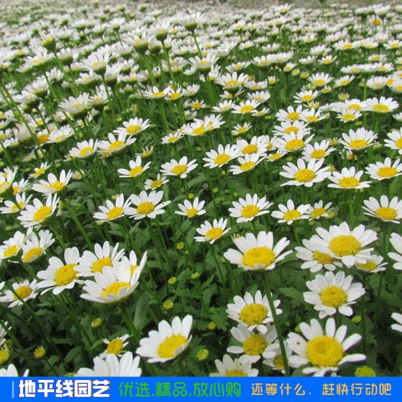沭阳县白菊种子小白菊花种子耐旱耐热易活四季种植种籽子小雏菊种子包邮