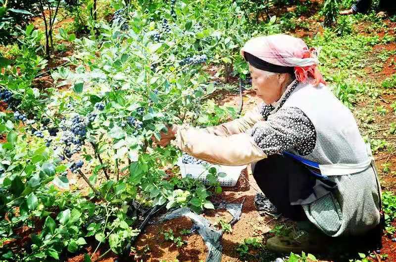  蓝莓苗，蓝莓树