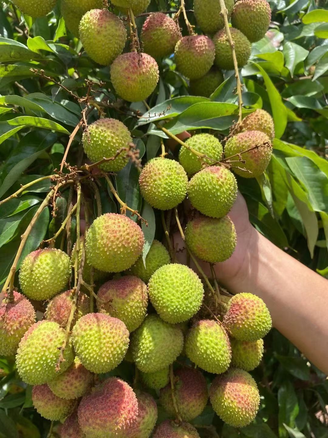 妃子笑荔枝 广西灵山荔枝妃子笑白糖罂桂味荔枝王糯米糍黑叶一件代发