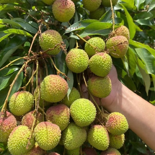 灵山县妃子笑荔枝 广西灵山荔枝妃子笑白糖罂桂味荔枝王糯米糍黑叶一件代发批发包邮