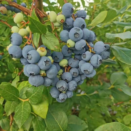 蓝丰蓝莓 蓝莓品种:蓝金.蓝峰