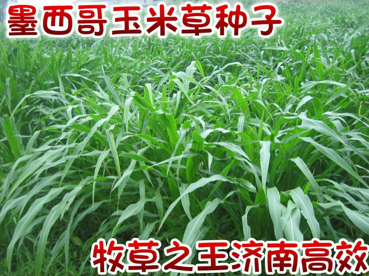 青绿饲料  一年生牧草种子批发，墨西哥玉米草种子批发