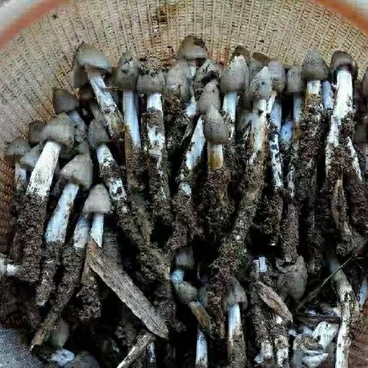 鹿寨县 鸡枞菌