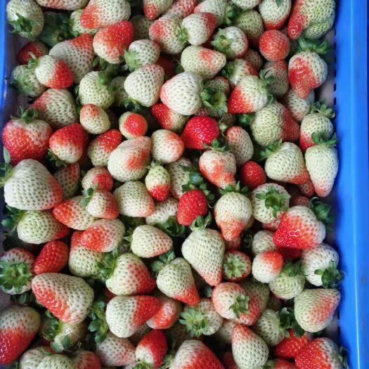 云南，金鑫草莓种植基地，夏季草莓已少量上市，发往全国各地