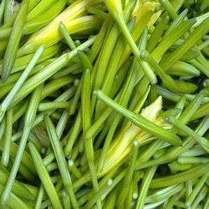 灵宝市小黄花菜  鲜黄花菜已上市，保证新鲜保证质量，当天农家采摘，欢迎前来考察