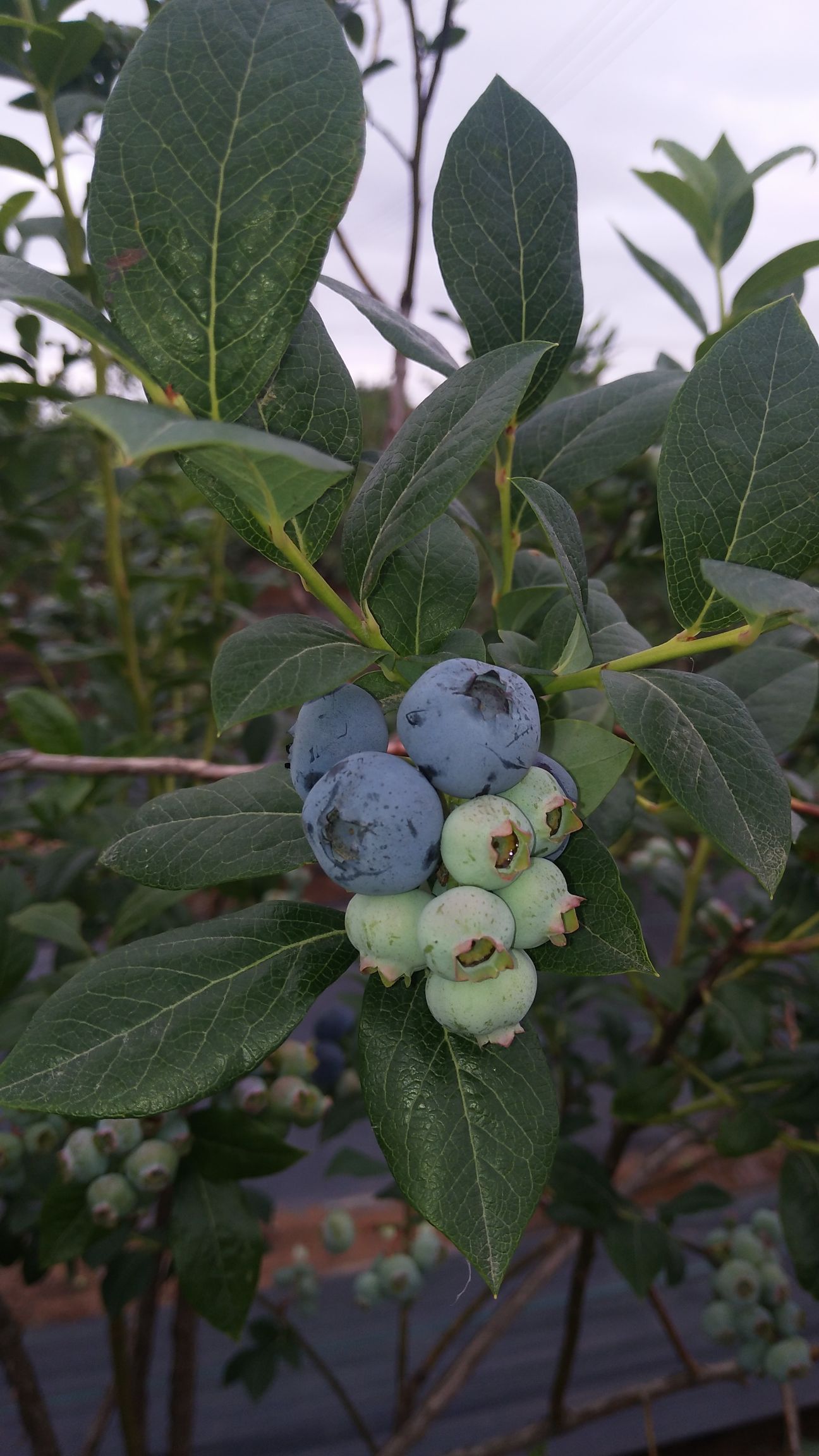 薄雾蓝莓  2024年露天大果纯甜口公爵