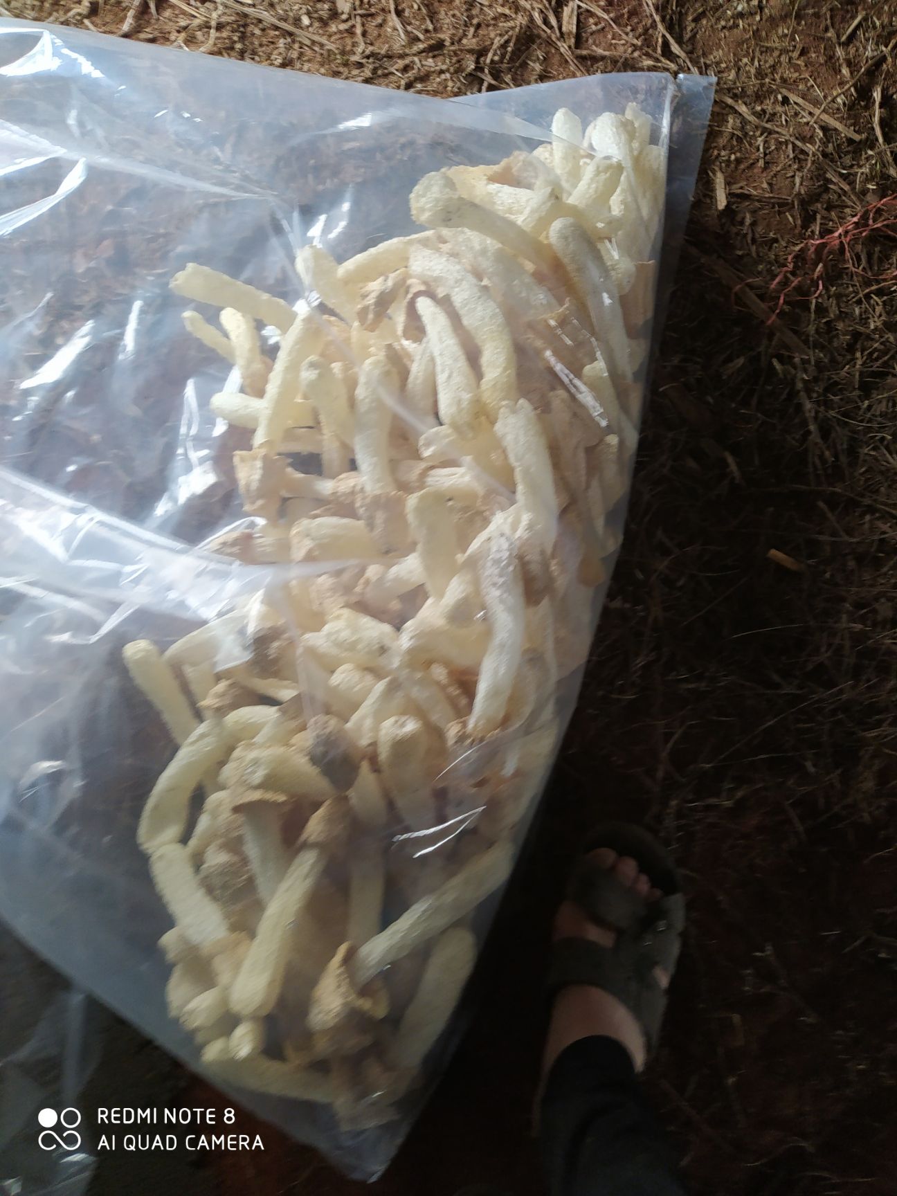 长裙竹荪  竹荪自产自销