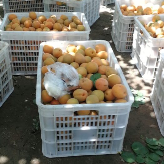 晋州市珍珠油杏  金太阳杏，精品优质果脯杏   产地直销批发 大量批发
