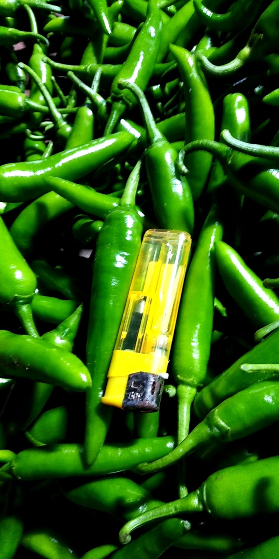 薄皮椒  宝能辣椒