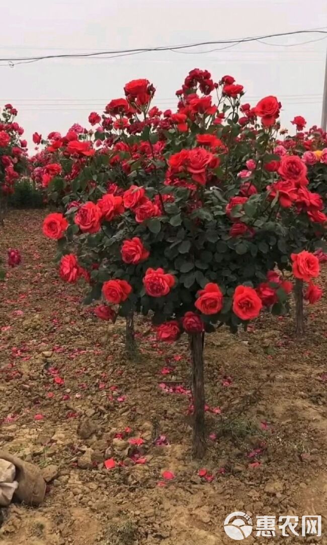 树桩月季 树状月季 庭院花卉阳台盆栽树桩嫁接月季花四季开花