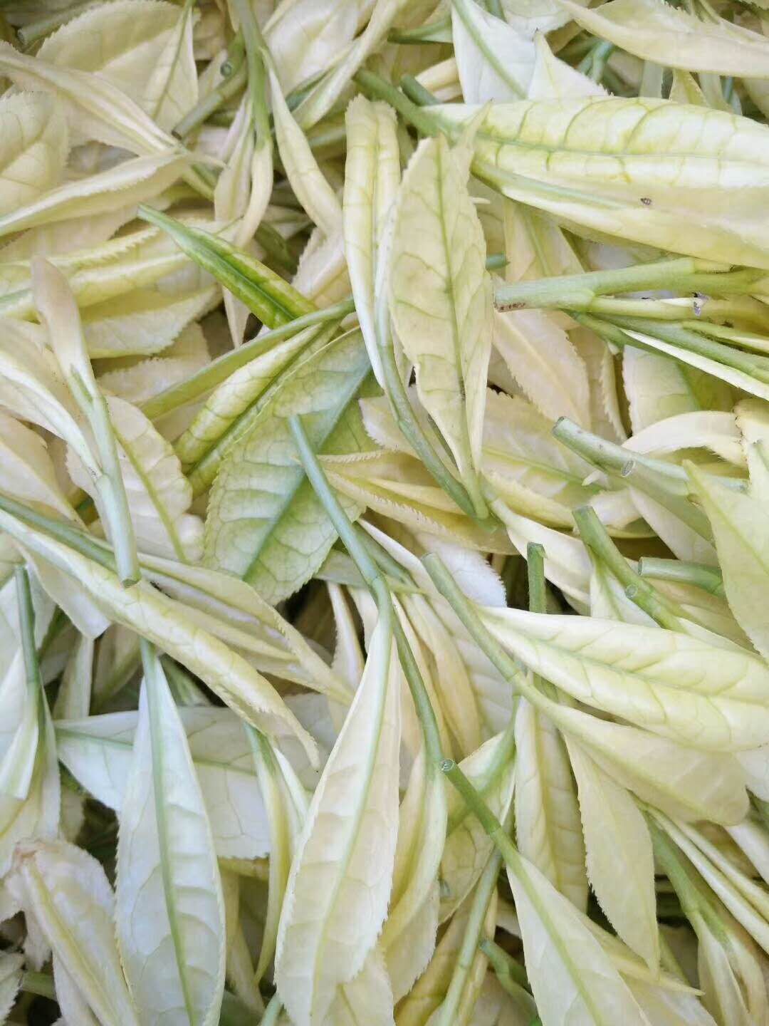 奶白茶树苗 奶白茶苗 特早白茶苗 早奶白茶苗 特早奶白茶苗