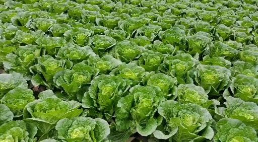 利川市高山优质黄心大白菜