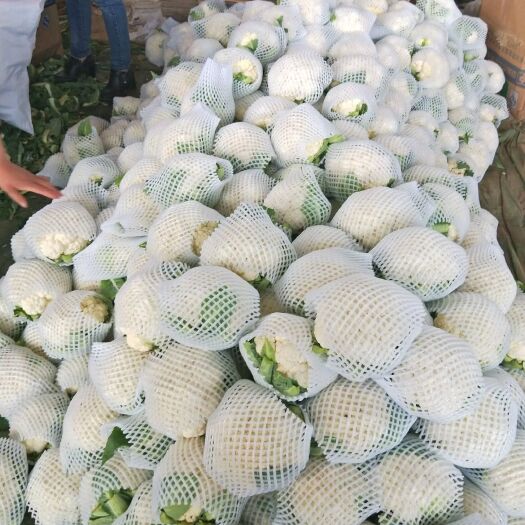 邯郸白花菜花  白菜花