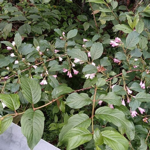 隆回县锦带花，锦带花树，锦带花球