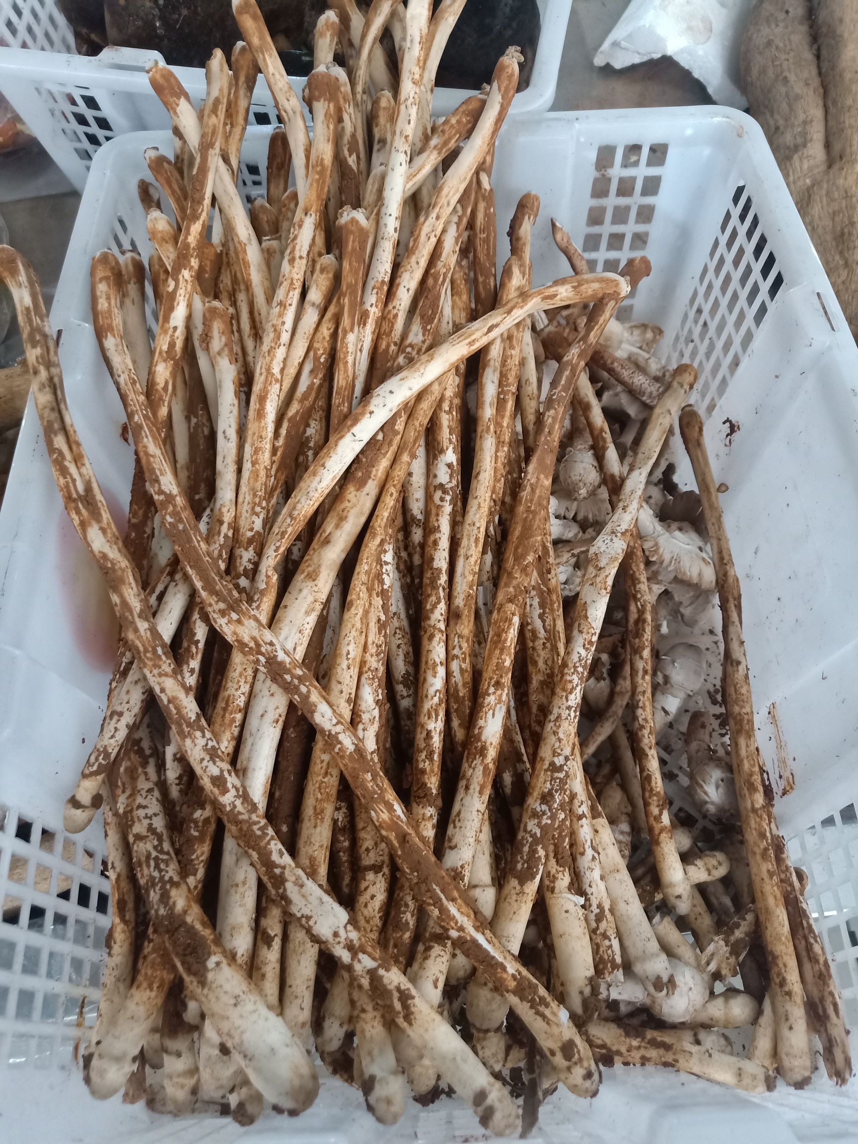 云南普洱蚂蚁谷堆菌白蚁谷堆伞_鲜货