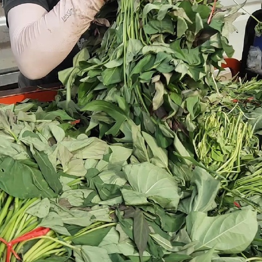 民权县红薯苗 西瓜红