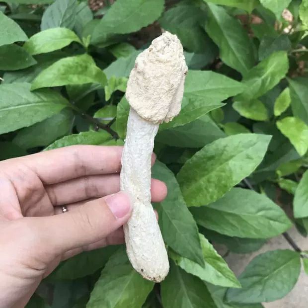 长裙竹荪  竹荪自产自销