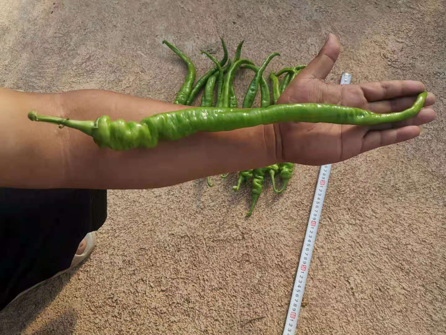 新鲜螺丝椒上市