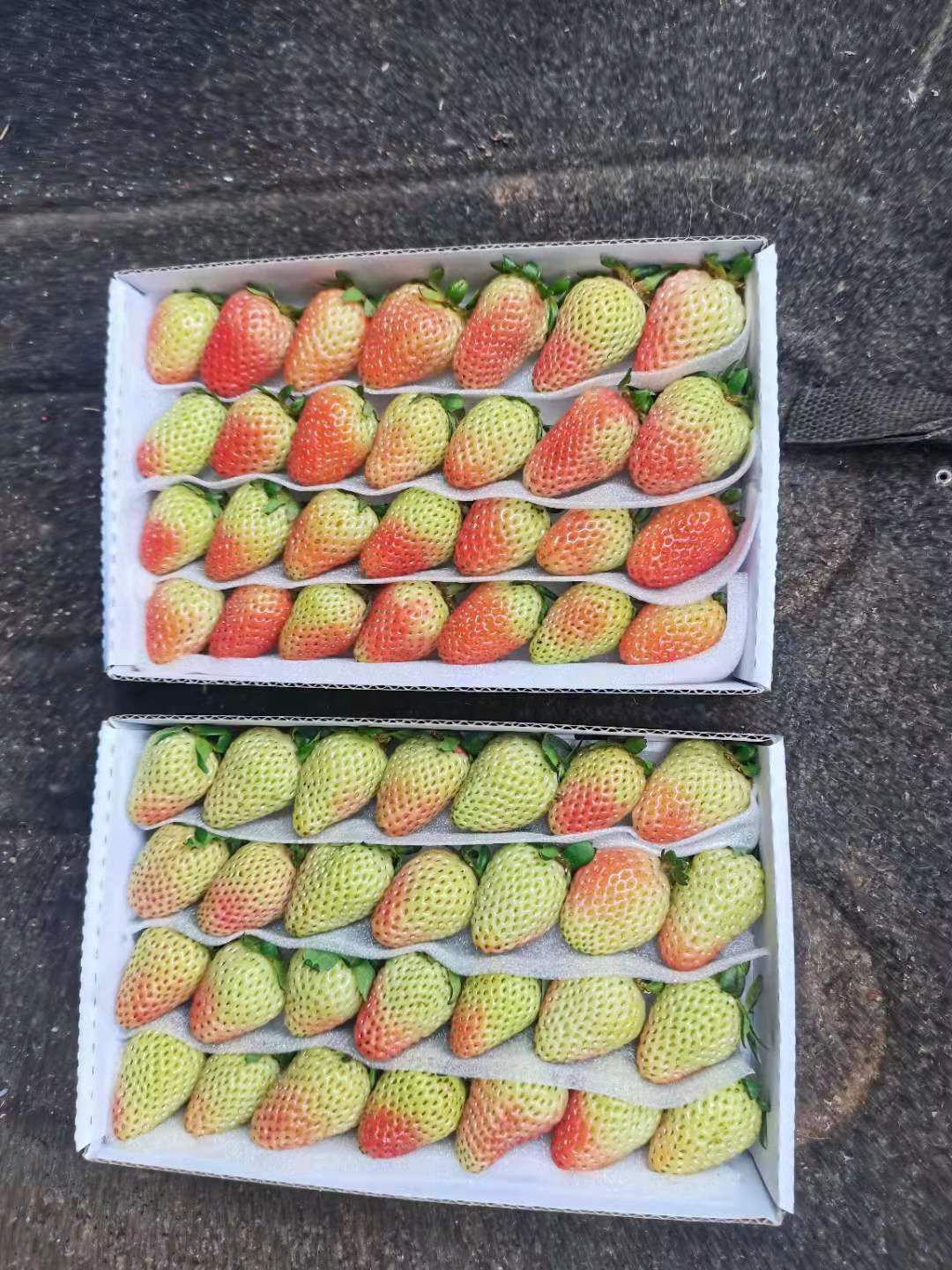 云南，金鑫草莓种植基地，夏季草莓已少量上市，发往全国各地