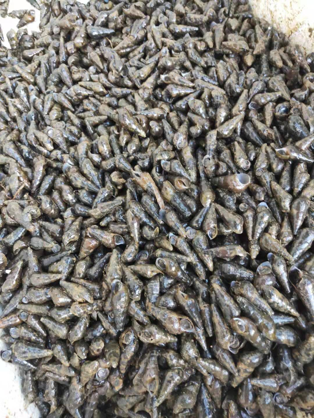 淡水螺 现捡山坑螺，