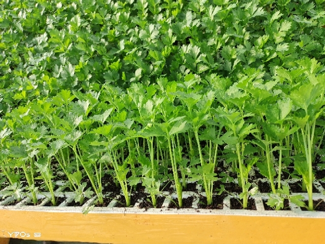 通海县芹菜苗  蔬菜种苗