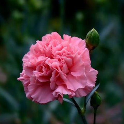 康乃馨种苗鲜切花种苗