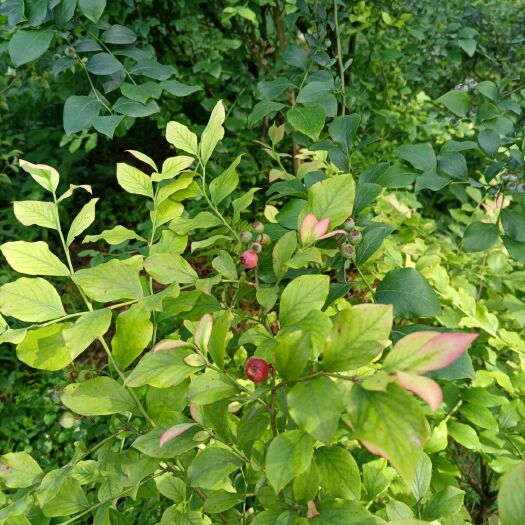 麻江县 新鲜蓝莓即将上市