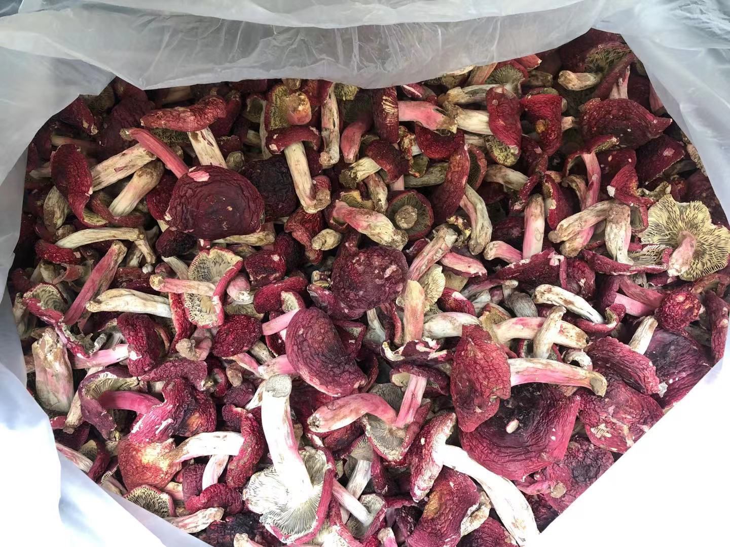 云南普洱红菇品上市