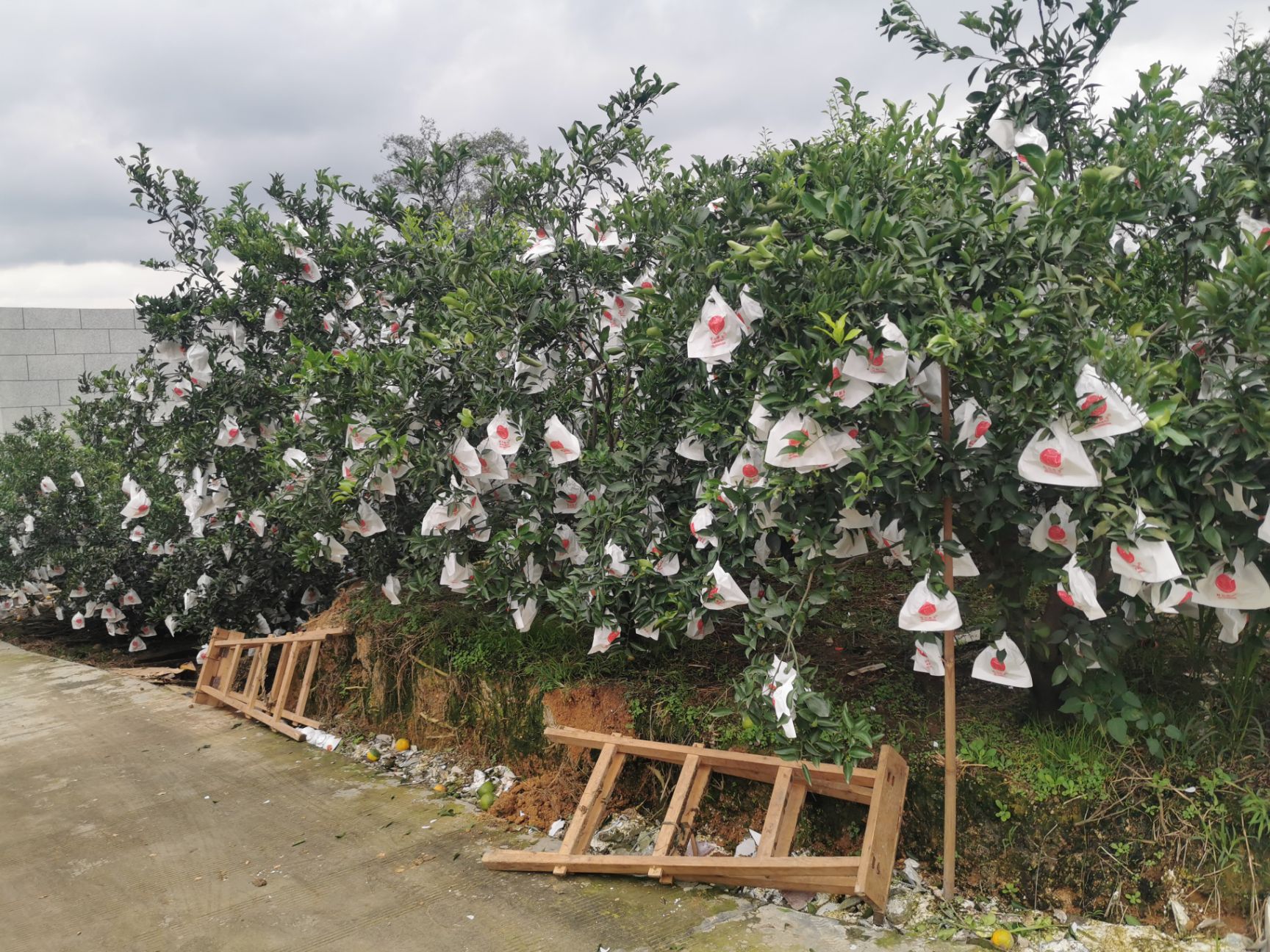 种植套袋 不知火丑橘耙耙柑春见柑橘育果袋厂家直销上树袋