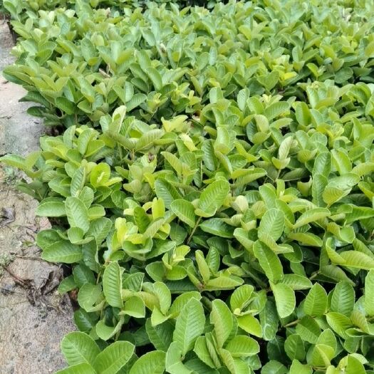 漳州番石榴苗 红宝石少籽芭乐苗