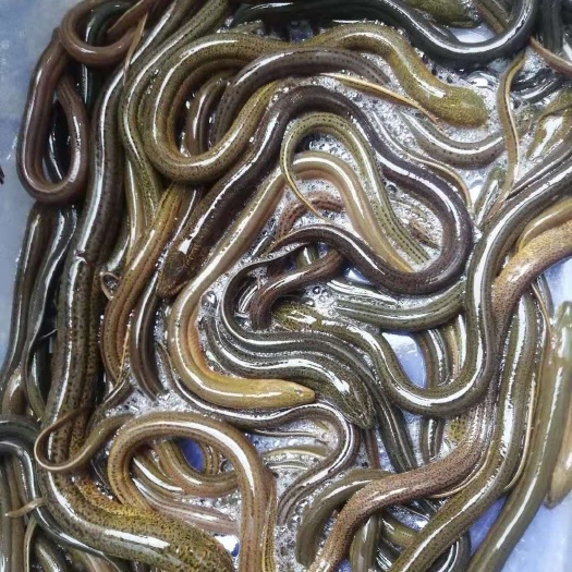 昆明黄鳝 农村土鳝鱼，云南境内均可供货