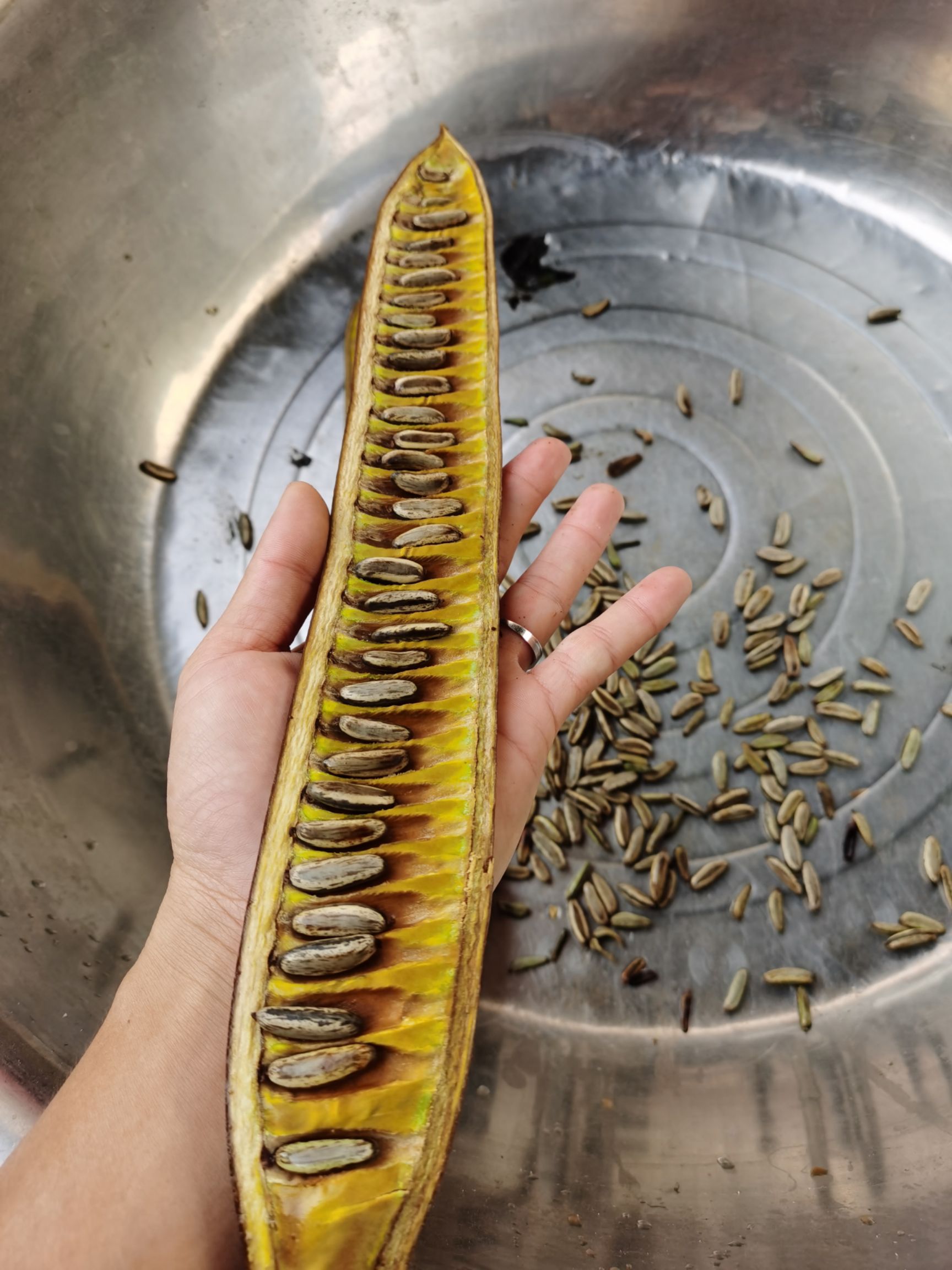 正宗黄花凤凰木种子  金凤凰种苗批发