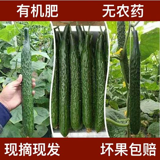 莘县刺黄瓜 黄瓜