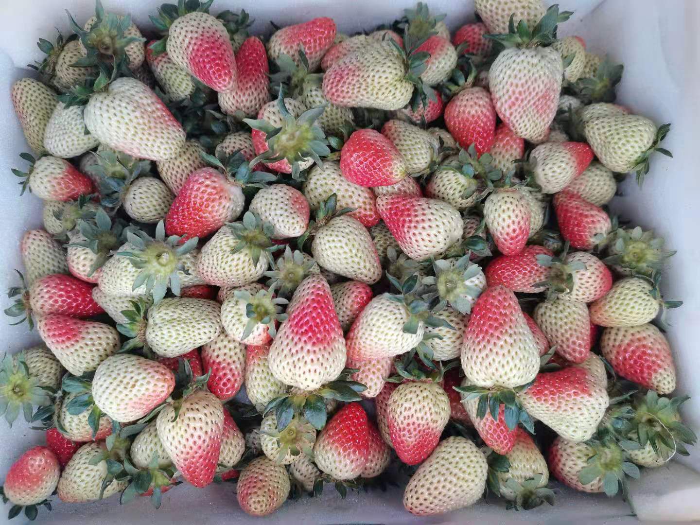 云南，金鑫草莓种植基地，夏季草莓已少量上市，发往全国各地