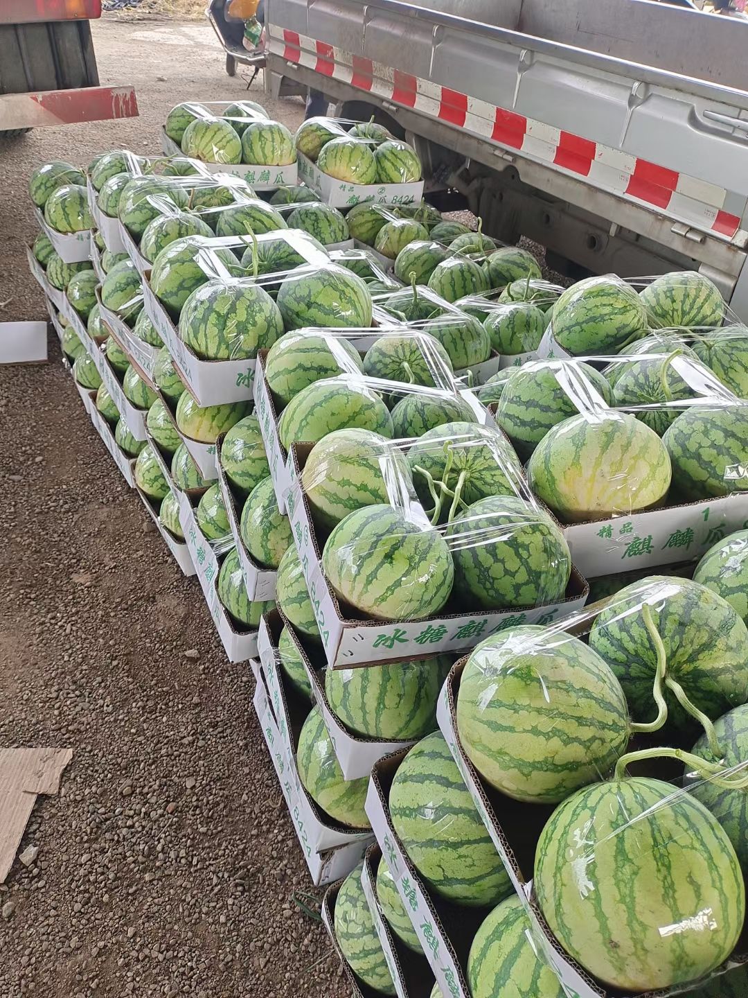 麒麟西瓜  精品麒麟瓜，瓜好味甜，支持全国出售。