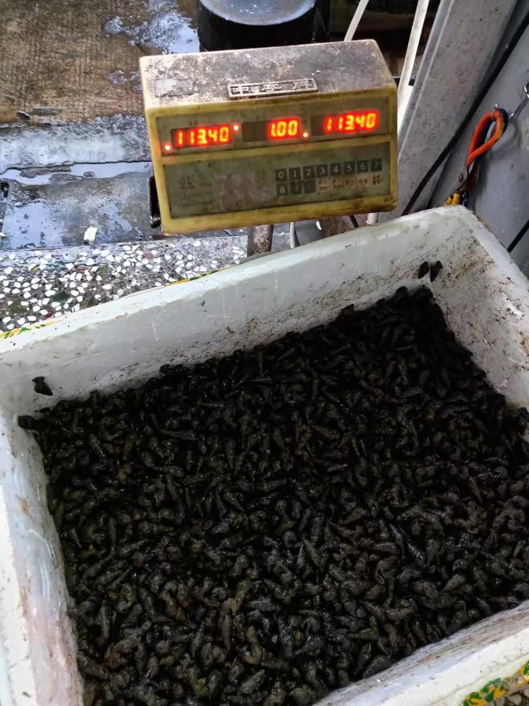 淡水螺 现捡山坑螺，