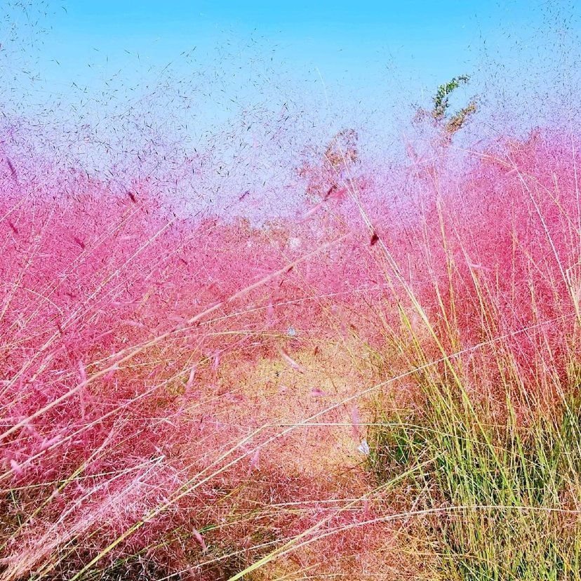 粉黛乱子草种子  粉黛乱子草种毛芒乱子草花海粉米利庭院花卉多年生观赏四季网红草