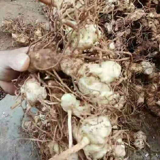 汉源县 黄精