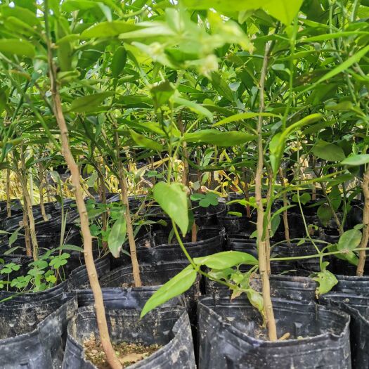 资阳香橙苗 香橙实生杯苗可拆杯发货