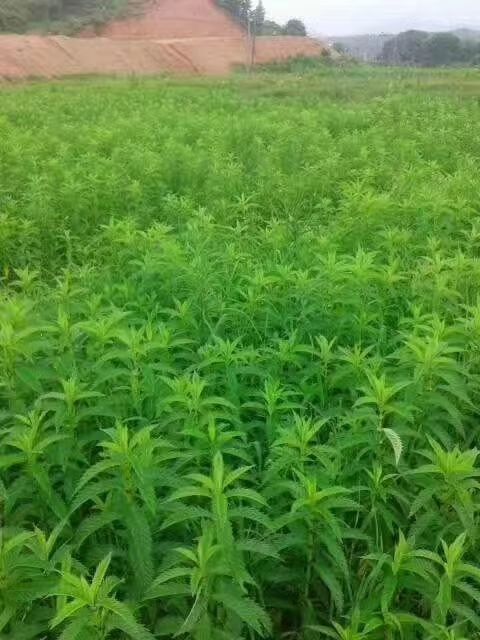 安陆市 泽兰产地直供一手货源质量保证
