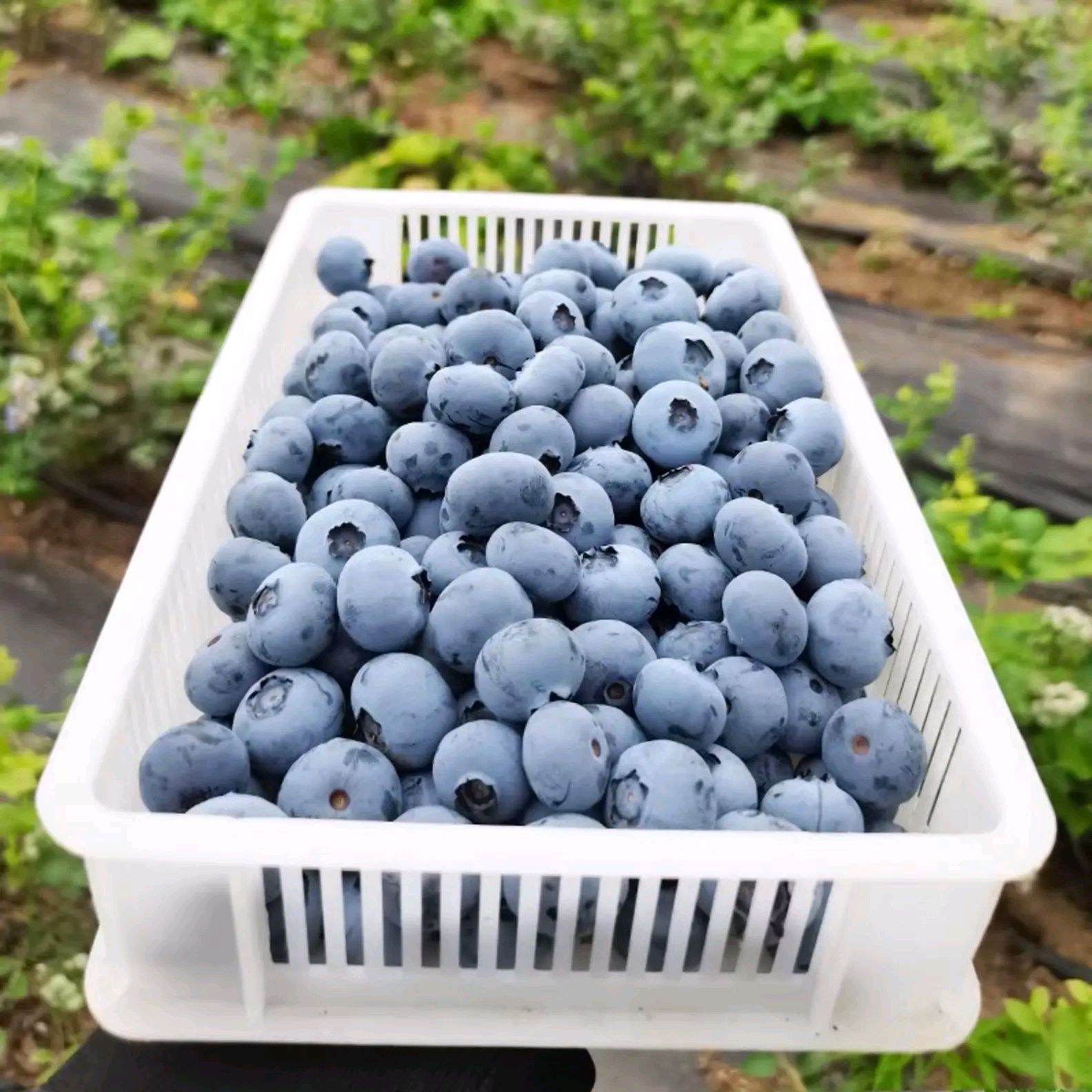 连云港蓝莓新鲜鲜果 山地果园 现摘现发 一件代发 坏果包赔大盒装