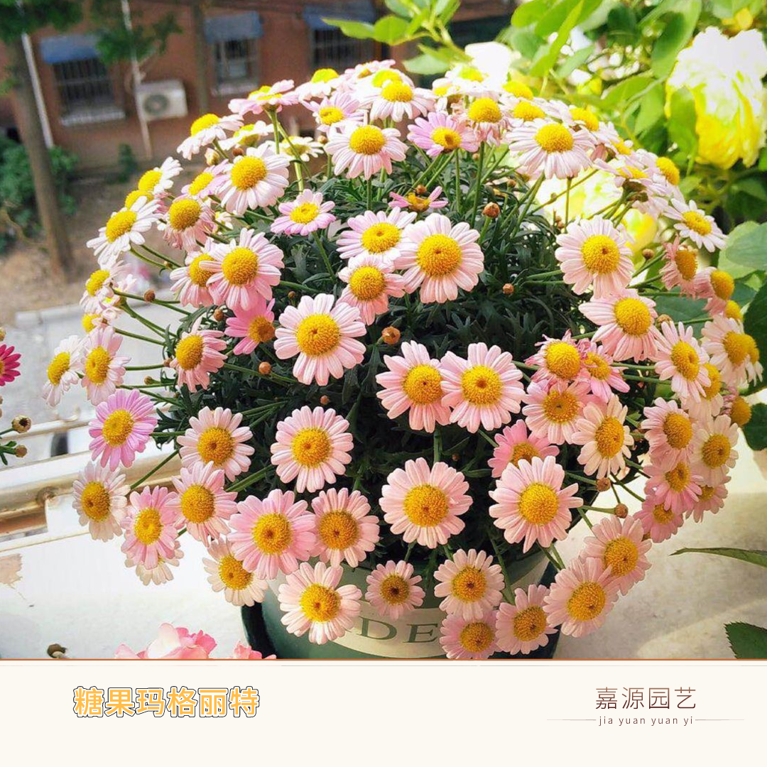 沭阳县雏菊种子  小雏菊种籽糖果玛格丽特花苗室内外阳台庭院耐寒花卉