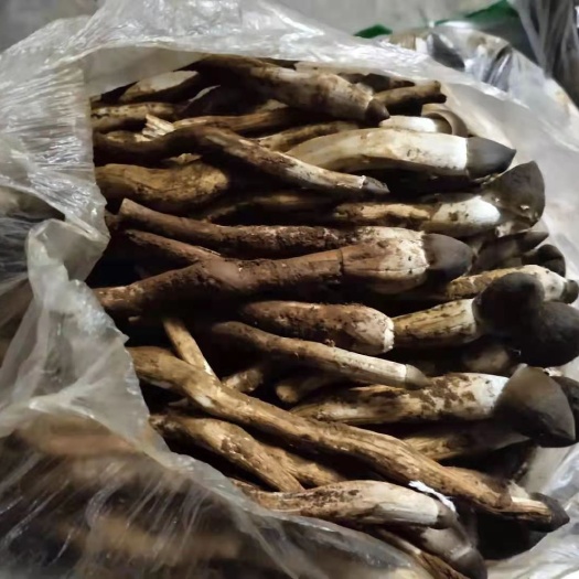 融水县新鲜鸡枞菌