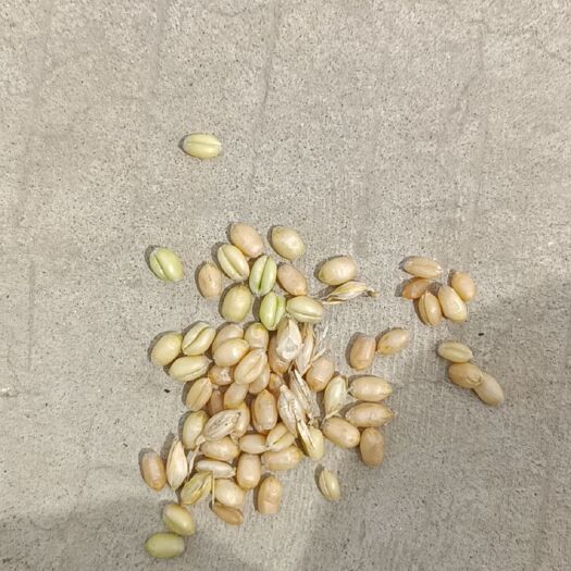 利辛县 1300亩优质小麦